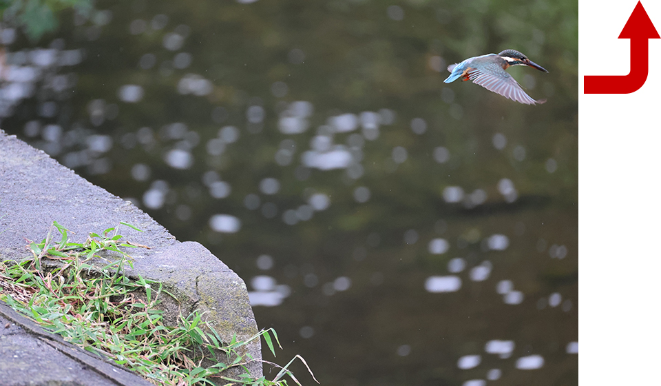 EOS R6 Mark III 実写チェック後編