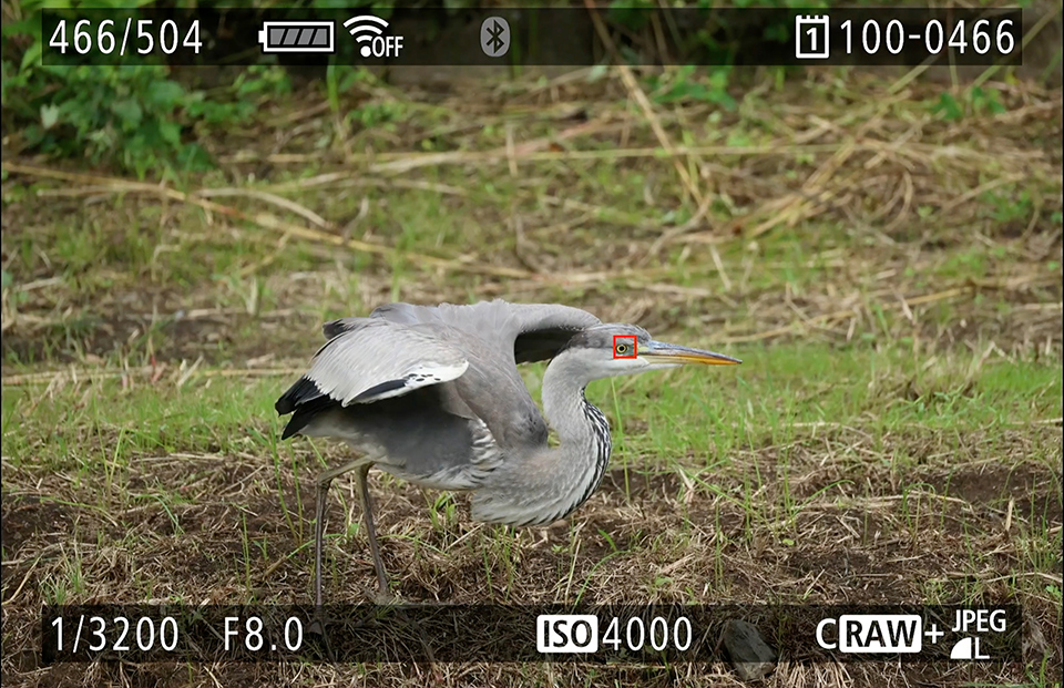 EOS R6 Mark III 実写チェック後編