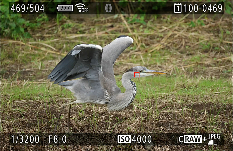 EOS R6 Mark III 実写チェック後編