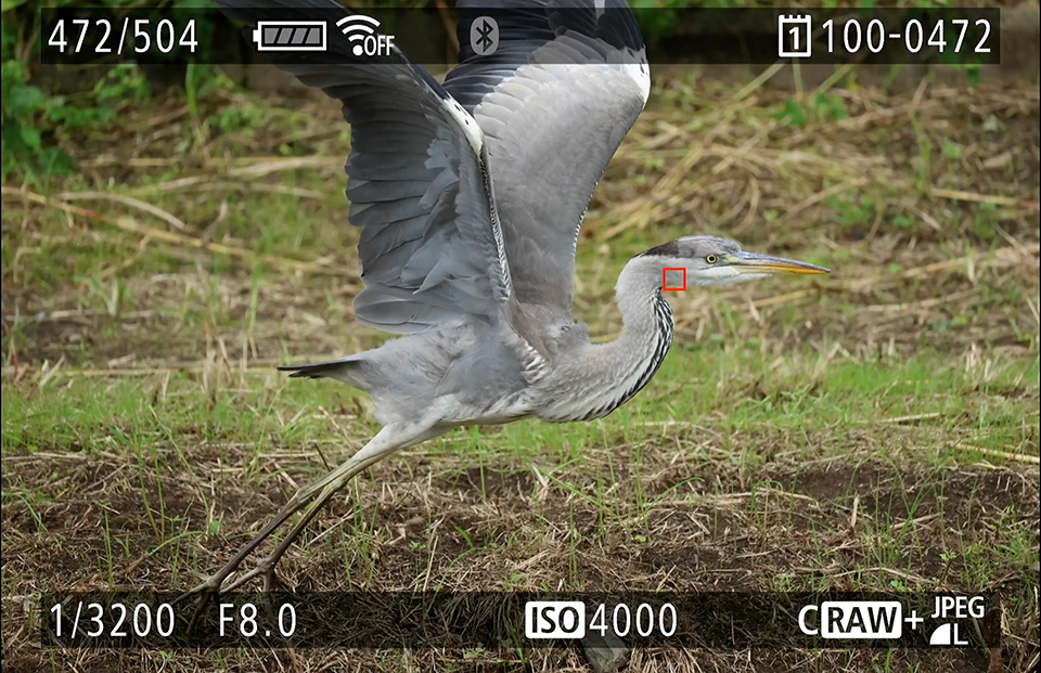 EOS R6 Mark III 実写チェック後編