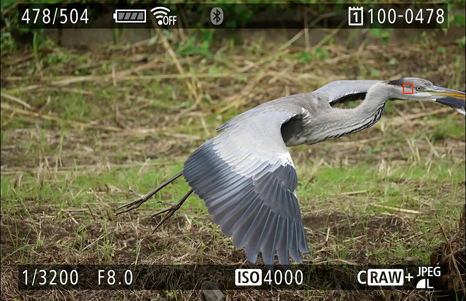 EOS R6 Mark III 実写チェック後編