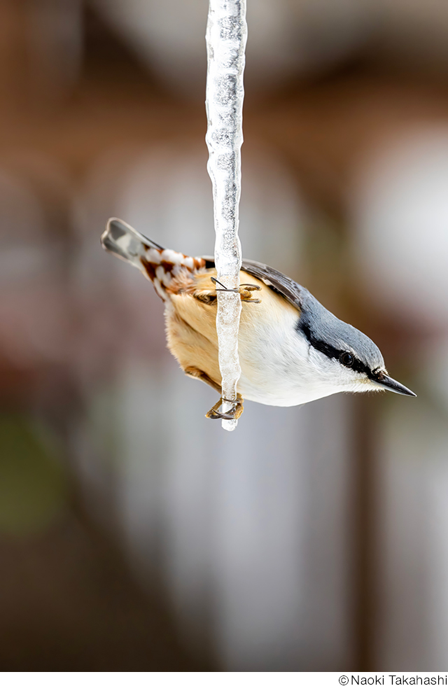 高橋直暉写真展「いのち 〜不語成友 語らず友となる〜」