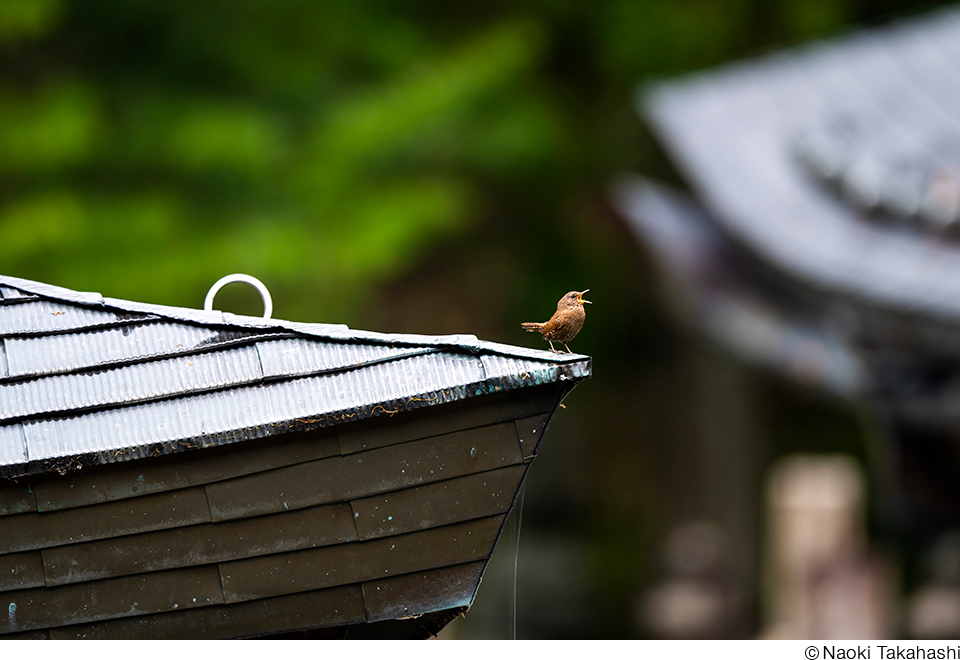 高橋直暉写真展「いのち 〜不語成友 語らず友となる〜」