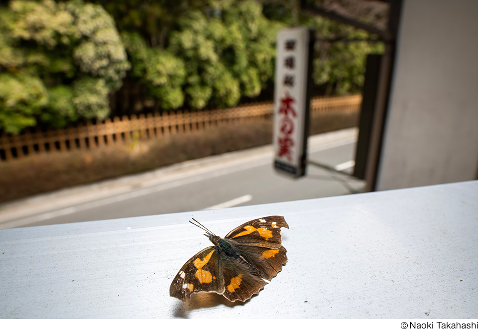 高橋直暉写真展「いのち 〜不語成友 語らず友となる〜」