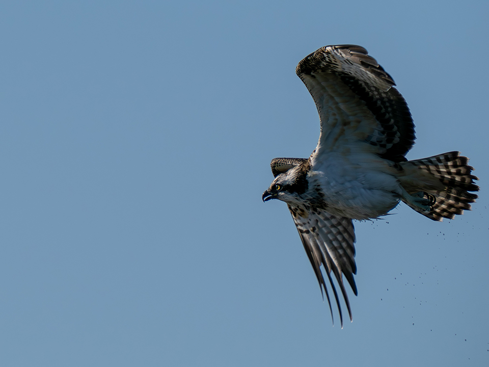 M.ZUIKO DIGITAL ED 50-200mm F2.8 IS PRO 実写レビュー