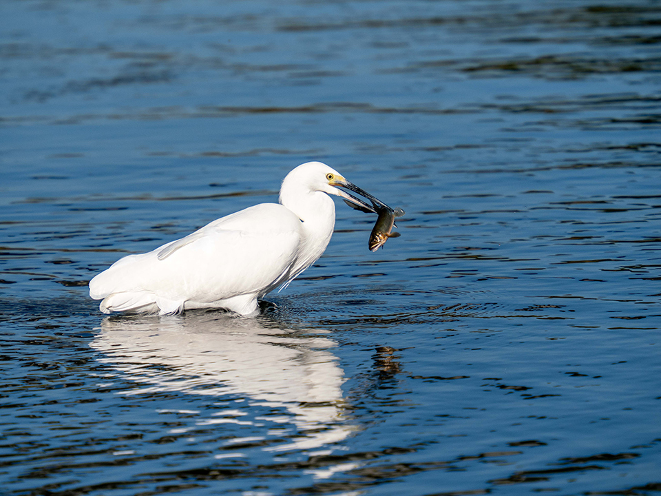 M.ZUIKO DIGITAL ED 50-200mm F2.8 IS PRO 実写レビュー