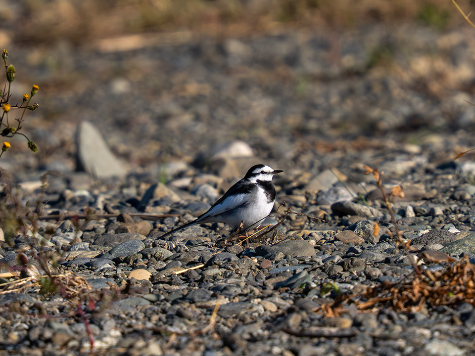 M.ZUIKO DIGITAL ED 50-200mm F2.8 IS PRO 実写レビュー