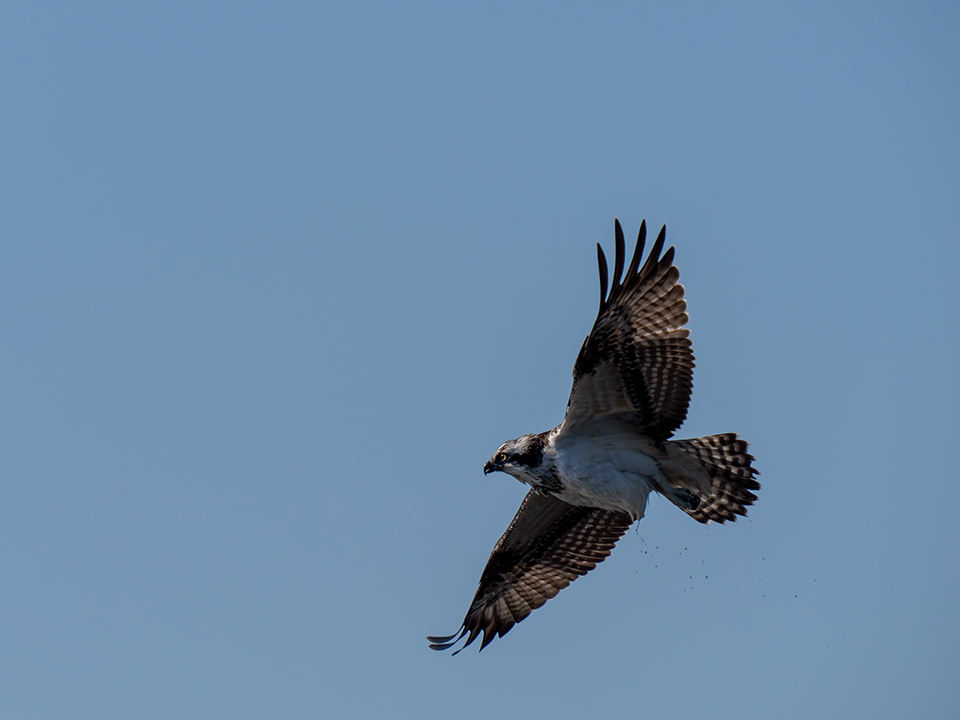 M.ZUIKO DIGITAL ED 50-200mm F2.8 IS PRO 実写レビュー
