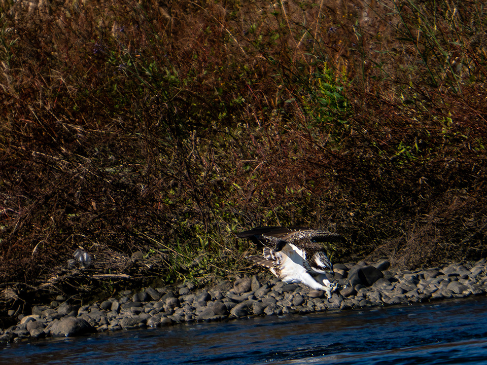 M.ZUIKO DIGITAL ED 50-200mm F2.8 IS PRO 実写レビュー