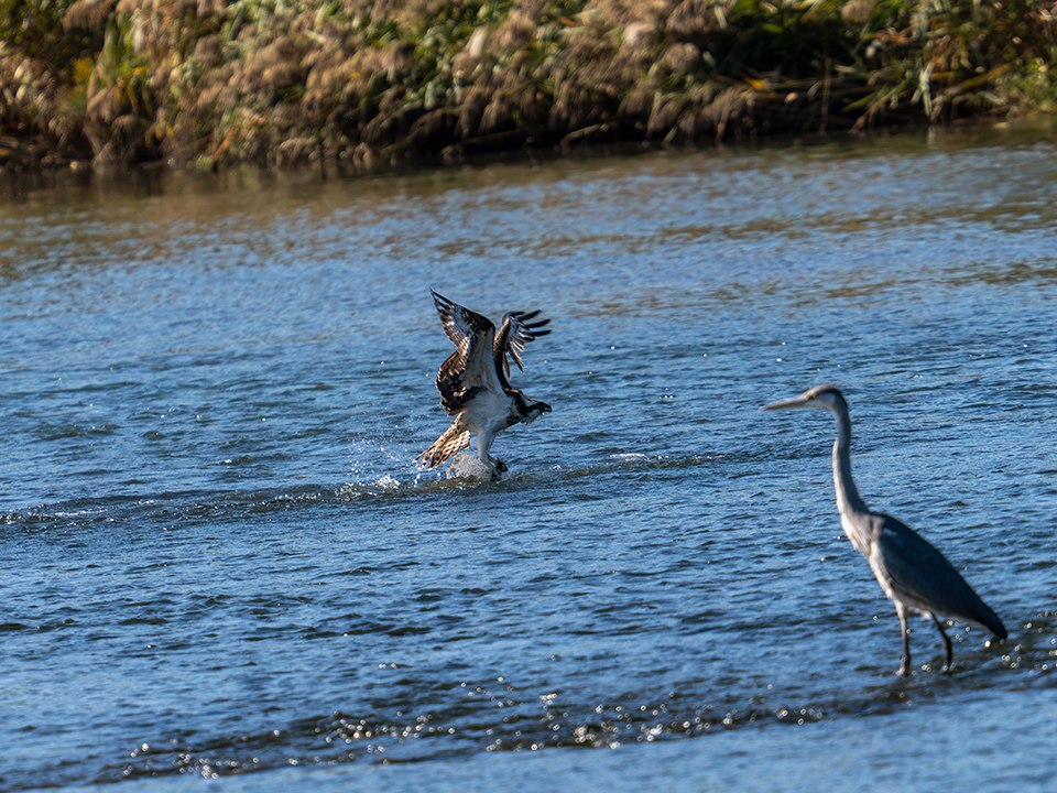 M.ZUIKO DIGITAL ED 50-200mm F2.8 IS PRO 実写レビュー