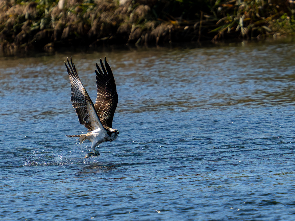 M.ZUIKO DIGITAL ED 50-200mm F2.8 IS PRO 実写レビュー