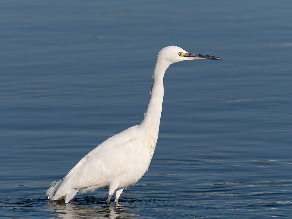 M.ZUIKO DIGITAL ED 50-200mm F2.8 IS PRO 実写レビュー