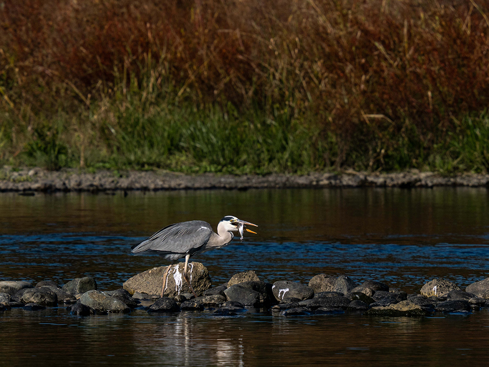 M.ZUIKO DIGITAL ED 50-200mm F2.8 IS PRO 実写レビュー