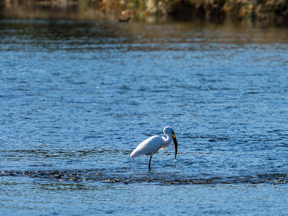 M.ZUIKO DIGITAL ED 50-200mm F2.8 IS PRO 実写レビュー