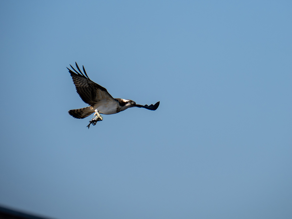 M.ZUIKO DIGITAL ED 50-200mm F2.8 IS PRO 実写レビュー