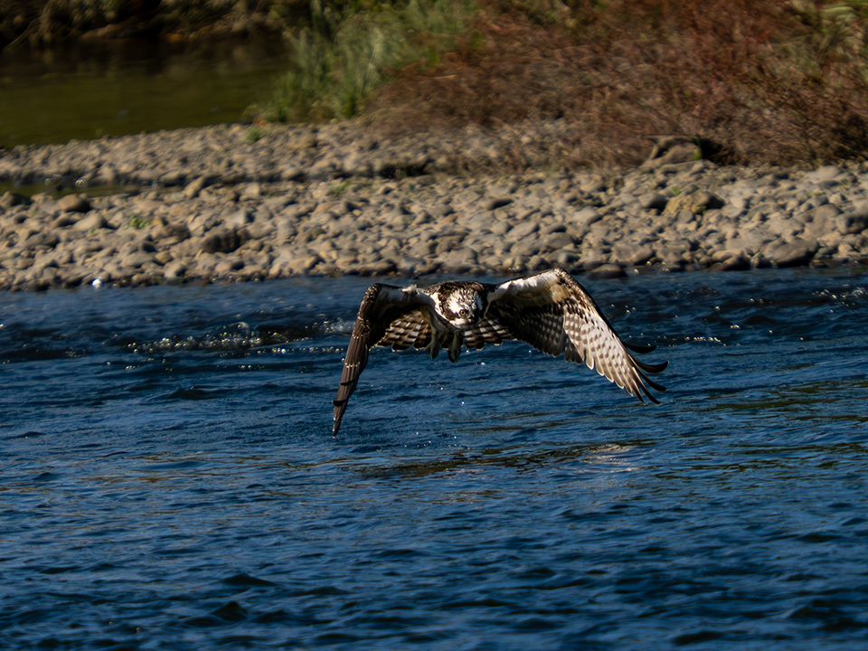 M.ZUIKO DIGITAL ED 50-200mm F2.8 IS PRO 実写レビュー