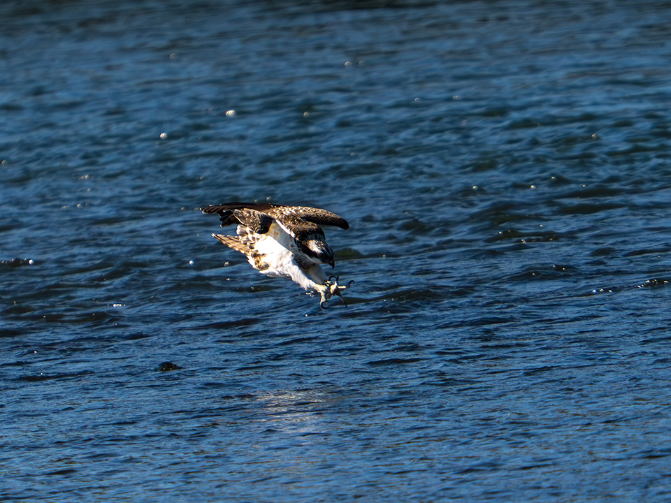 M.ZUIKO DIGITAL ED 50-200mm F2.8 IS PRO 実写レビュー