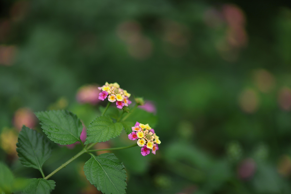 RF45mm F1.2 STM レビュー