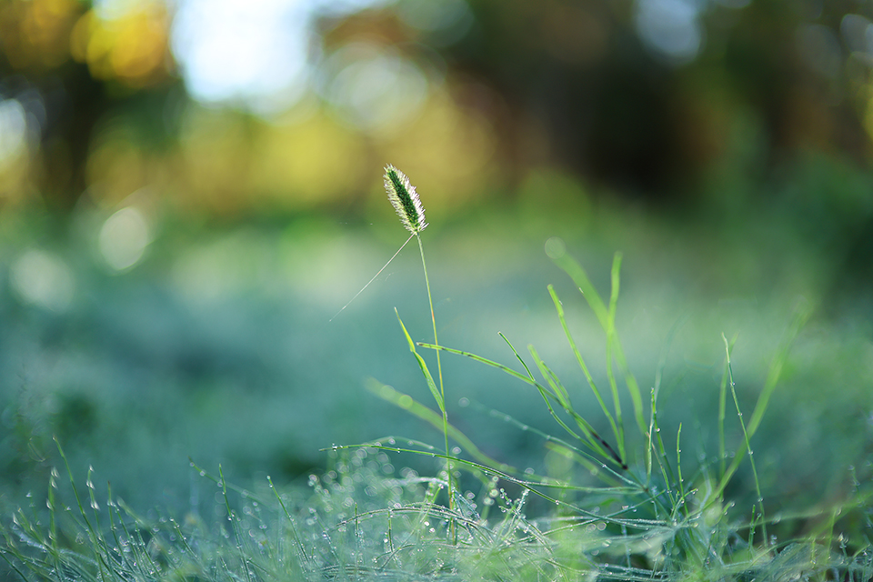 RF45mm F1.2 STM レビュー