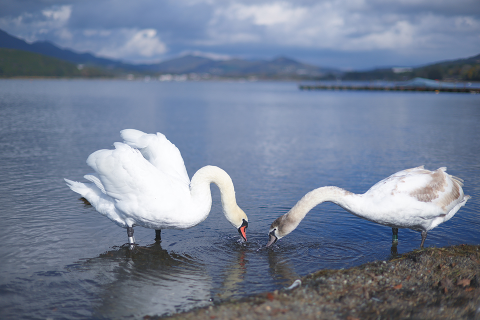 RF45mm F1.2 STM レビュー