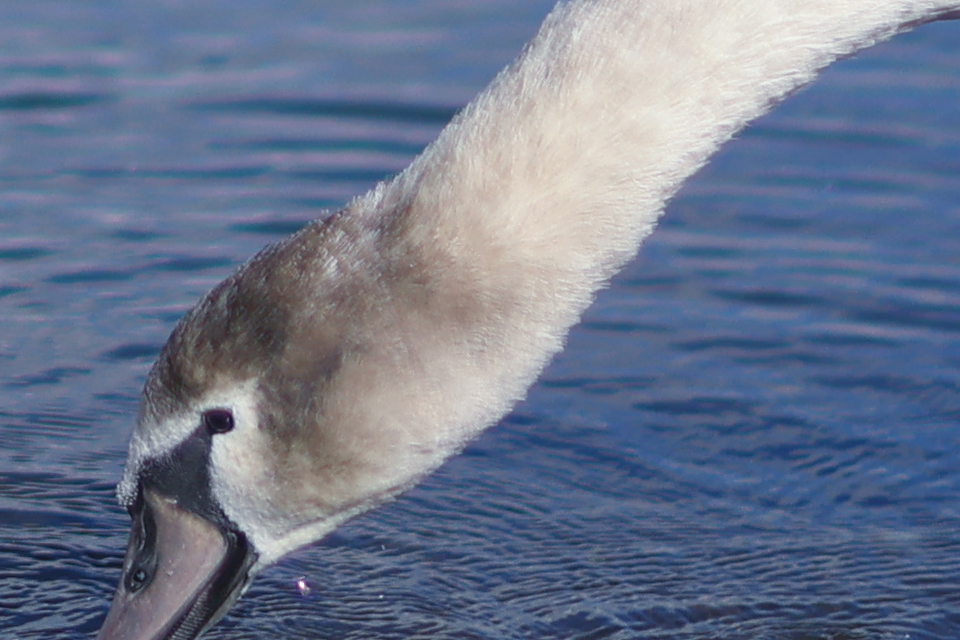 RF45mm F1.2 STM レビュー