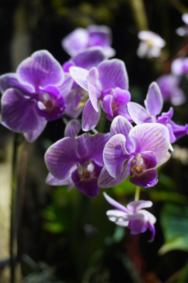 大島璃音の写真日記 vol.1