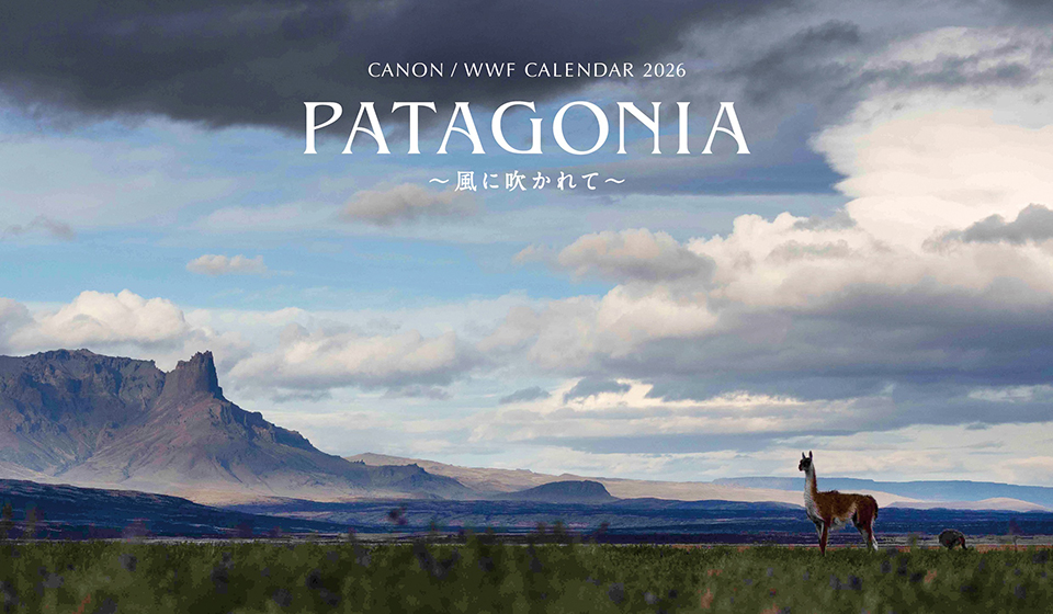 キヤノン/WWFカレンダー2026 岩合光昭写真展「PATAGONIA ―風に吹かれて―」
