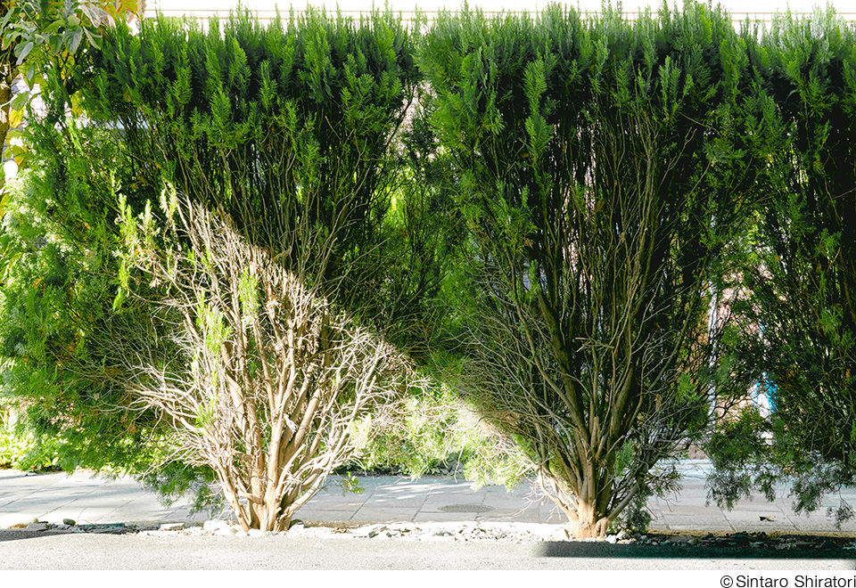 白鳥真太郎作品展「光と影、色・形 ２」