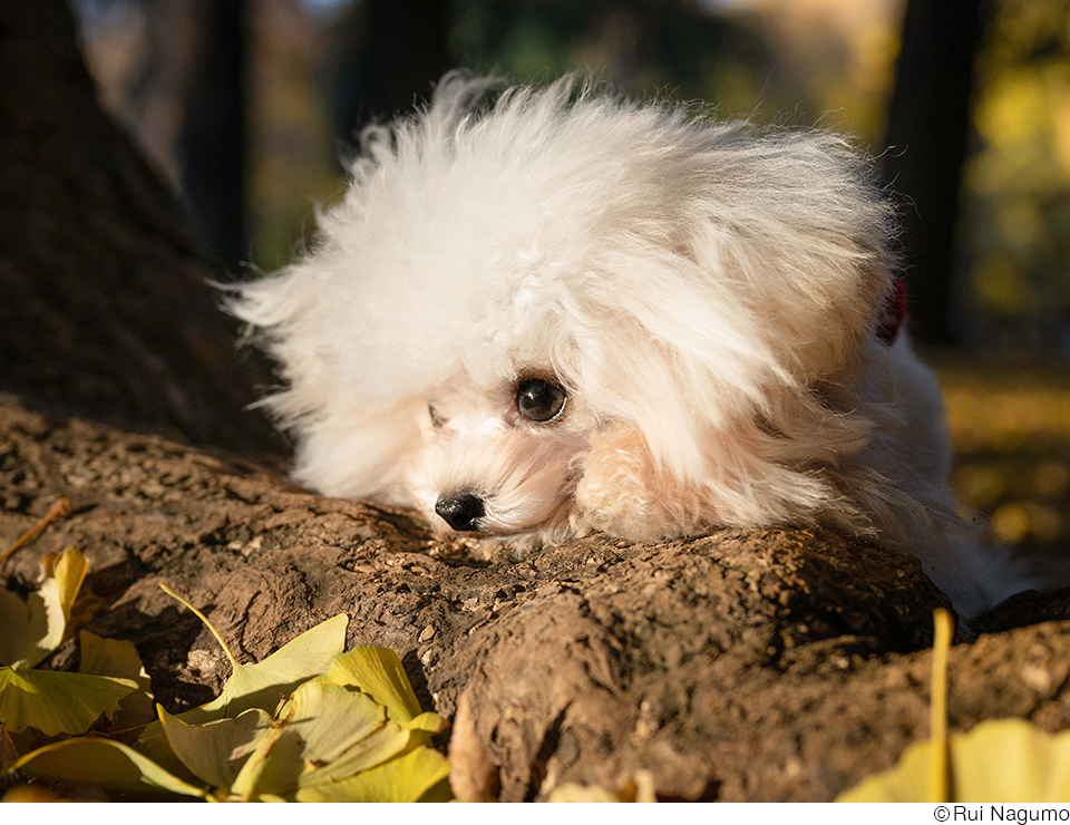 南雲るいインタビュー
