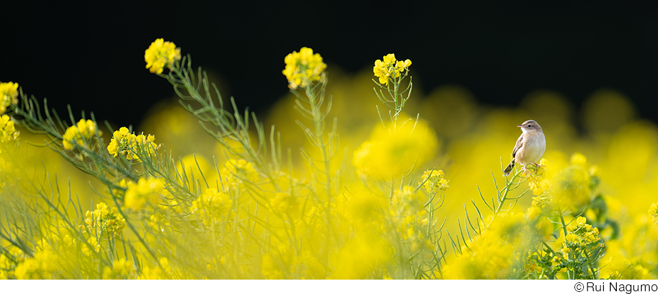 南雲るいインタビュー