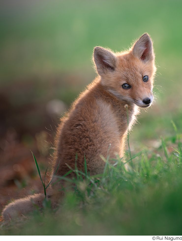 南雲るいインタビュー