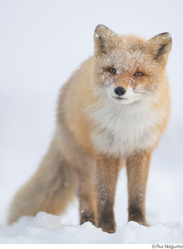 南雲るいインタビュー