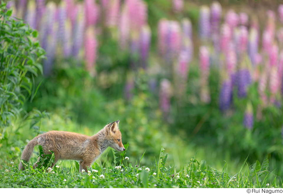南雲るいインタビュー