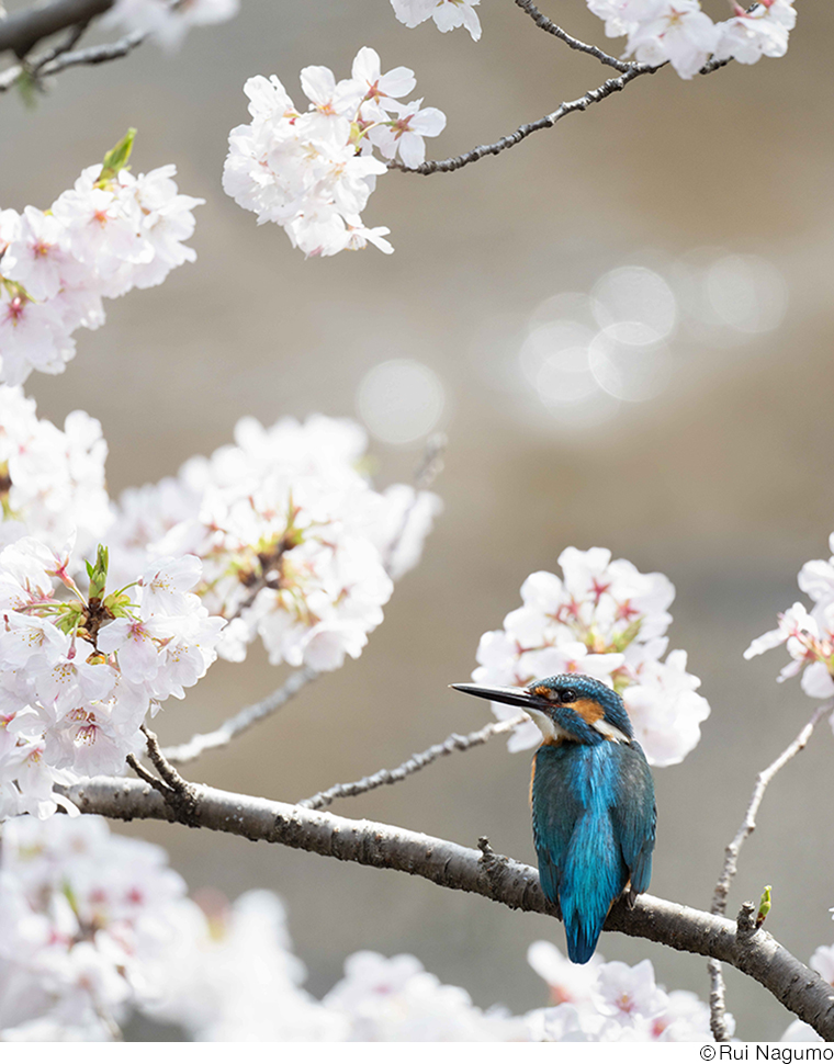 南雲るいインタビュー