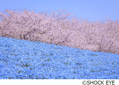 SHOCK EYE写真展「和景讃歌」