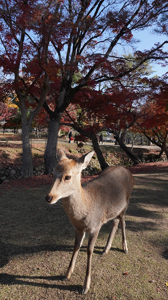大島璃音の写真日記 vol.2