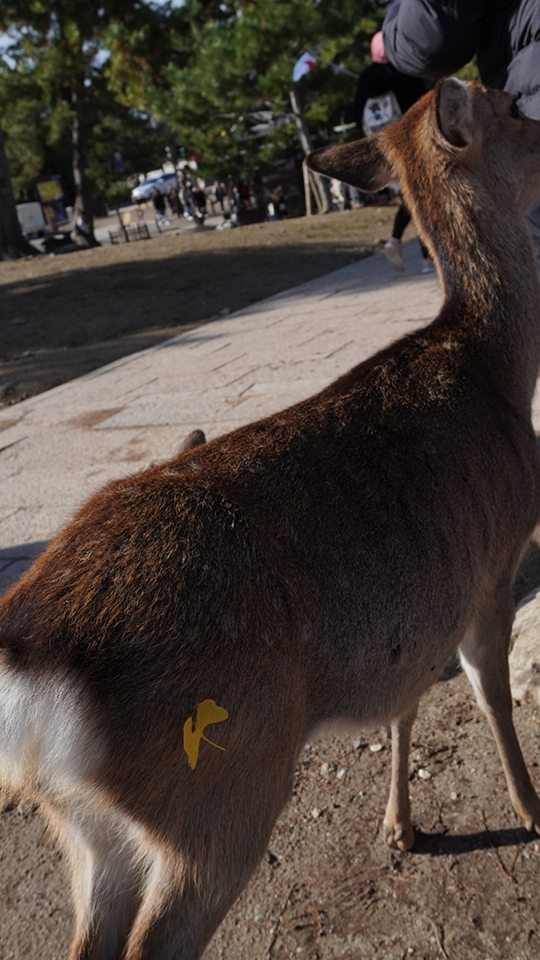 大島璃音の写真日記 vol.2