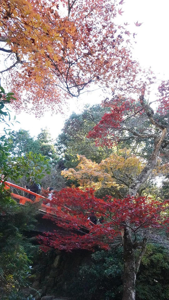 大島璃音の写真日記 vol.2