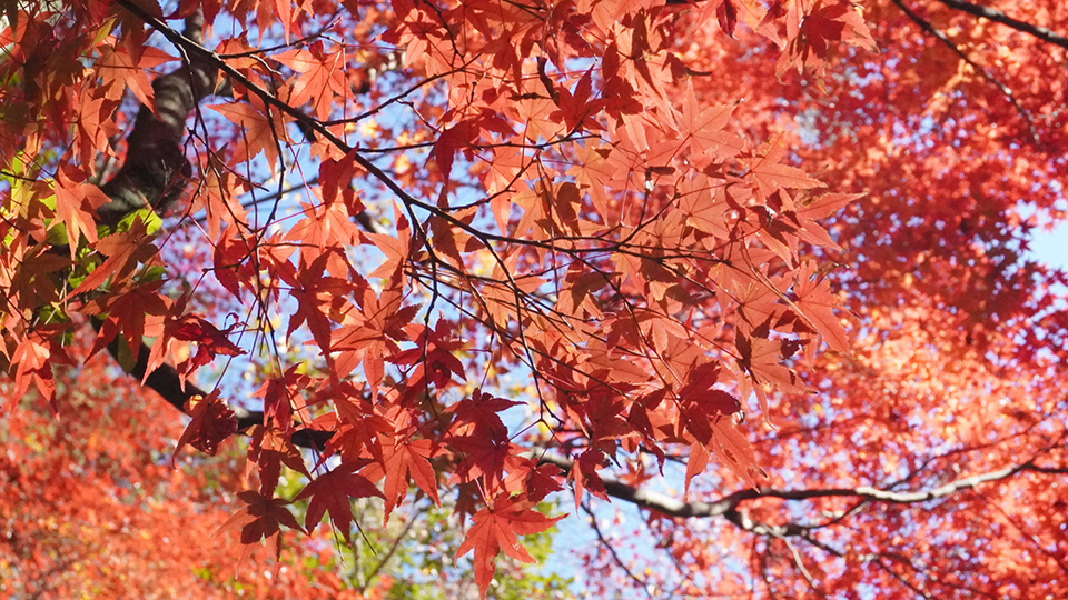 大島璃音の写真日記 vol.2