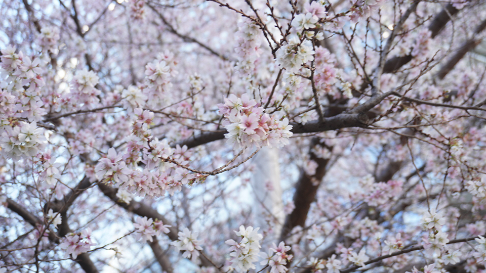 大島璃音の写真日記 vol.2