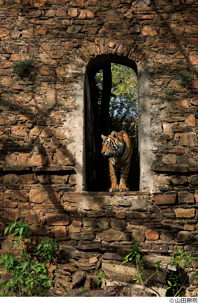 第19回JPSフォトフォーラム「地球の声を聴く ─ 動物写真にできること」