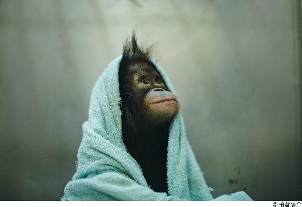 第19回JPSフォトフォーラム「地球の声を聴く ─ 動物写真にできること」