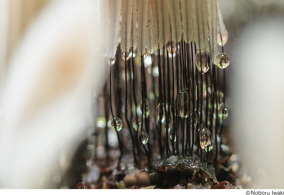 岩木登写真展「南八甲田」