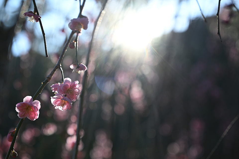NIKKOR Z 24-105mm f/4-7.1 実写レビュー