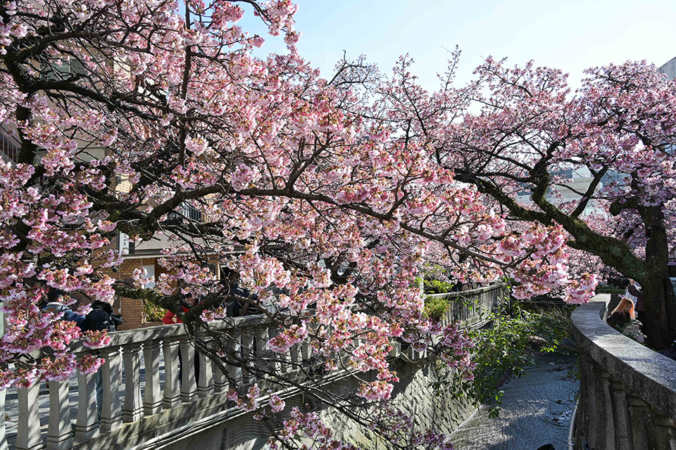 NIKKOR Z 24-105mm f/4-7.1 実写レビュー