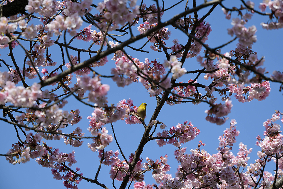 NIKKOR Z 24-105mm f/4-7.1 実写レビュー