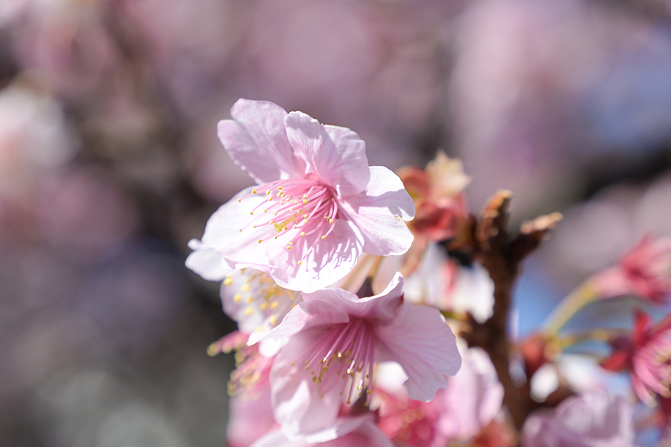 NIKKOR Z 24-105mm f/4-7.1 実写レビュー