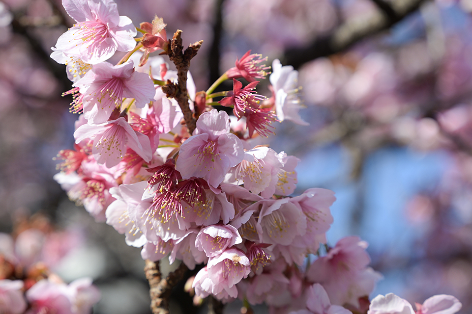 NIKKOR Z 24-105mm f/4-7.1 実写レビュー