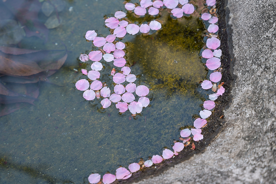 NIKKOR Z 24-105mm f/4-7.1 実写レビュー