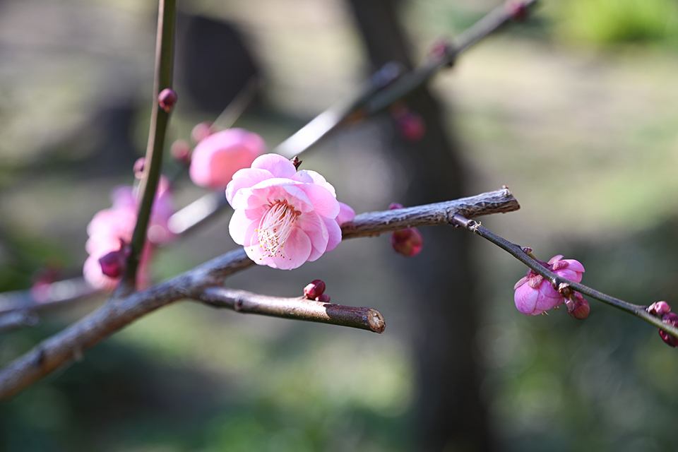 NIKKOR Z 24-105mm f/4-7.1 実写レビュー